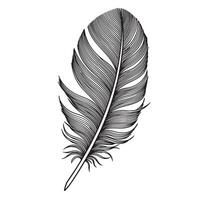 Delicate black and white illustration of a single bird feather showcasing intricate details perfect for design concepts vector