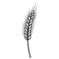 Wheat ears, spikelets sketch. Hand drawn rye in vintage engraving style vector