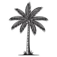 illustration of a detailed silhouette palm tree in a vintage engraved style isolated vector