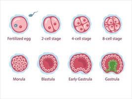Stages of segmentation of a fertilized ovum. Human embryonic development. Zygote, 2-cell, 4-cell, 8-cell, morula, blastula, gastrula. medical vector