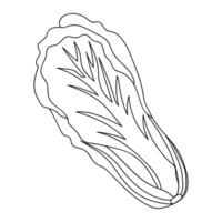 Artistic depiction of lettuce on a white background showcases the details of its leaves and shape vector