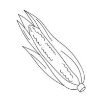 Corn on the cob with husk displayed prominently on a white background during a summer harvest season vector