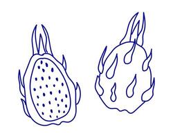Unique illustrations of a dragon fruit split open showing the inner texture and outer spikes vector