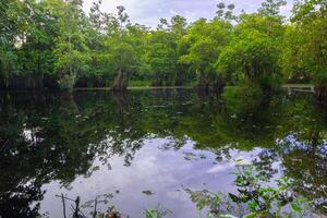 A pond surrounded by trees and vegetation photo