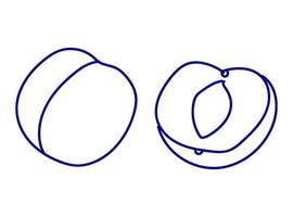 Two stylized sketches of a peach showing different perspectives on white background vector