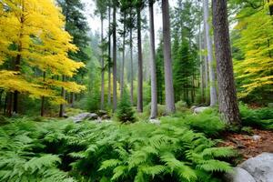 Ferns growing in the forest with autumn colors photo