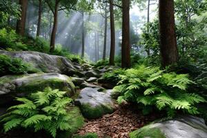 Sunbeams illuminating lush ferns and mossy rocks in a tranquil forest photo