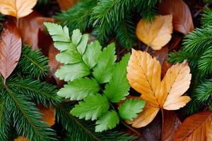Green fern and dry leaves showing the change of seasons from summer to autumn photo
