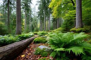 Lush green ferns growing in the forest among moss covered rocks and fallen trees photo