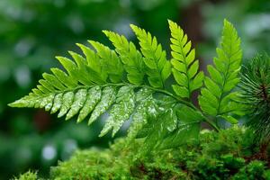 Bright green fern with water drops growing on mossy surface photo