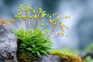 Delicate grass growing on a rock with moss and blurred background photo