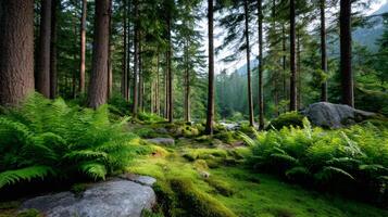 Lush green forest floor with ferns and moss growing photo