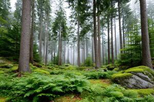 Mysterious foggy forest with ferns and moss covering the ground photo