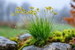 Lush green grass growing on a rock with water drops after the rain photo