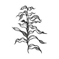 hand drawn underwater algae, branches of plant at bottom of sea, ocean, monochrome illustration of aquarium decor, black and white sketch of reef grass, line art for marine picture, store vector