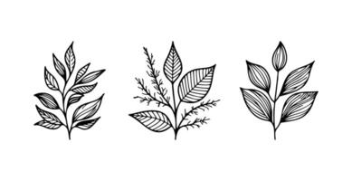 Botanical Leaf Branch Line Art on white background vector