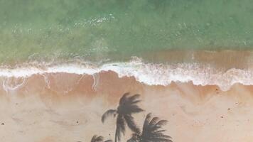 Aerial view of turquoise ocean waves washing onto pristine sandy beach, where shadows of palm trees create mesmerizing tropical pattern, inviting relaxation. Serene shoreline kissed by green sea video