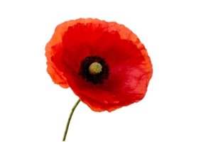 Striking Red Poppy flower , transparent, isolated to showcase its vibrant petals and delicate structure for stunning visual displays. png