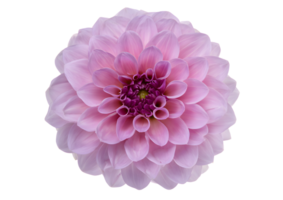 Stunning Dahlia flower , transparent, isolated to highlight its intricate layers and vibrant colors for beautiful visual displays. png