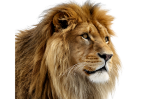 Lion isolate on transparent background in format majestic wild animal with powerful mane png