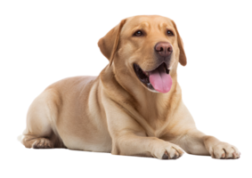 Friendly Labrador Retriever dog transparent isolated image showcasing its playful expression and strong build. png