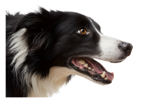 Intelligent Border Collie dog transparent isolated image displaying its agility and charm. png