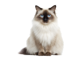 Charming Birman cat on a transparent background highlighting its graceful appearance and affectionate nature. png