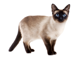 Charming Siamese cat on a transparent background emphasizing its beautiful coat and expressive face. png