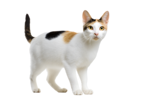 Japanese Bobtail cat on a transparent background showcasing its distinctive bobbed tail and playful demeanor. png