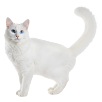 A Majestic White Cat with Striking Blue Eyes, Graceful Posture, and a Luxurious Long Tail png