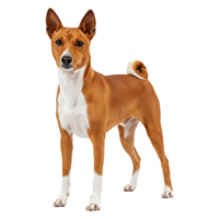 Magnificent Basenji Dog Breed Portrait, Striking Pose and Unique Appearance png