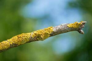 Xanthoria parietina lichen on a tree branch photo