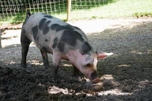 A farm pig digs by nose into a mud puddle photo