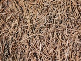 Mown grass for hay making to feed farm animals. Abstract background photo