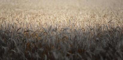 Field of wheat and rye. Textured abstract background banner photo