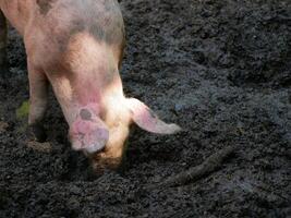 Farm pig digs its nose into a mud puddle photo