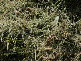 Green mowngrass for hay making to feed farm animals. Textured abstract background photo