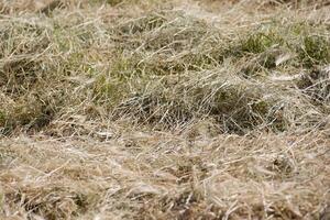 Mown grass for hay making to feed animals. Textured abstract background photo
