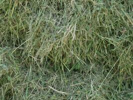 Green mown grass for hay making to feed farm animals. Textured abstract background macro photo