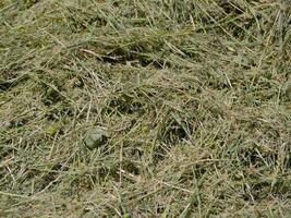 Green mown grass for hay making to feed farm animals. Textured abstract background. photo