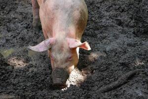 A farm pig digs by its nose into a mud puddle photo