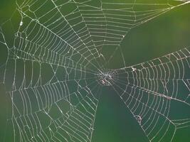 Close-up of spider web against foliage photo