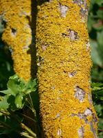 The Xanthoria parietina lichen on tree branch close up photo