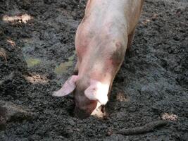 A farm pig digs its nose into puddlemud photo