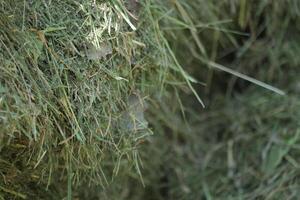 Green mown grass for hay making to feed farm animals. Textured abstract background close up photo