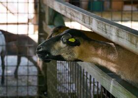 Goat in a pen on a farm photo