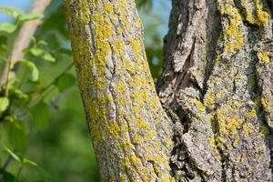 The Xanthoria parietina lichen on a tree branch photo