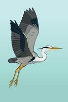 An illustration of a grey Heron in Flight. He is just taking of vector