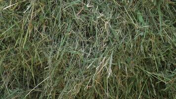Green mown grass for hay making and feeding farm animals. Textured abstract background photo