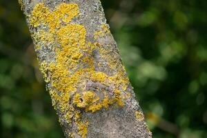 The Xanthoria parietina lichen on a tree branch close up photo